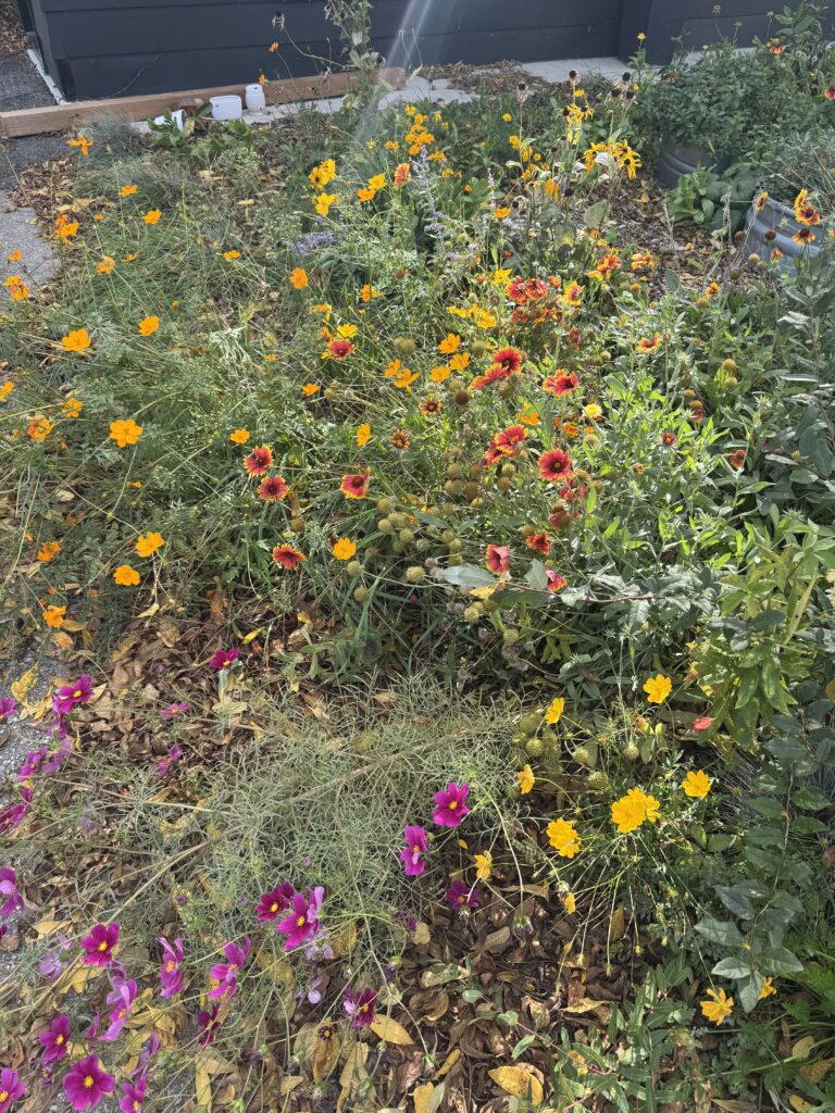 always june organic farm in niagara falls working with reve niagara on the lake fine dining farm to table fire restaurant